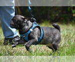 Small #4 Pug