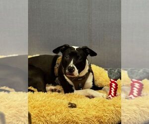 Mutt Dogs for adoption in Hilton Head, SC, USA