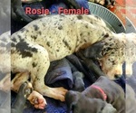 Small Photo #8 Great Dane Puppy For Sale in JACKSONVILLE, IL, USA