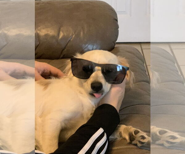 Medium Photo #4 Cockerhuahua Puppy For Sale in Woodland, CA, USA