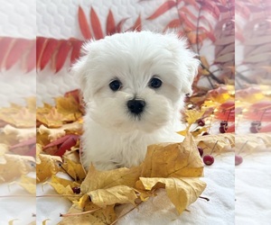 Maltese Puppy for sale in ROCK STREAM, NY, USA