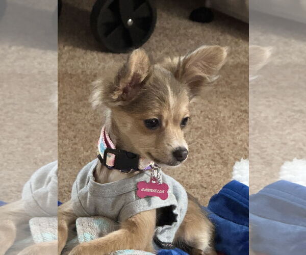 Medium Photo #1 Chihuahua Puppy For Sale in Allentown,, PA, USA