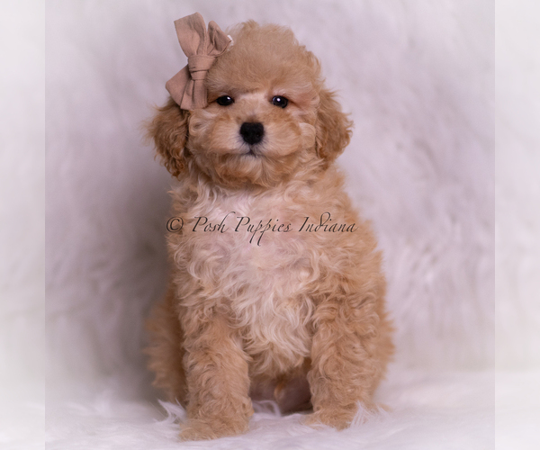 Medium Photo #2 Poodle (Toy) Puppy For Sale in WARSAW, IN, USA