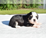 Small #2 Auss-Tzu