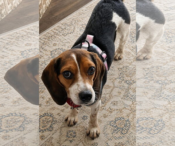 Medium Photo #3 Beagle Puppy For Sale in Dunnellon, FL, USA