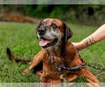 Small #2 Labrador Retriever-Mountain Cur Mix