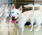 Small Photo #4 Siberian Husky-Unknown Mix Puppy For Sale in West Cornwall, CT, USA