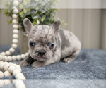 Small #1 Faux Frenchbo Bulldog