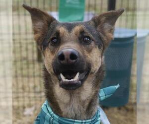 German Shepherd Dog-Unknown Mix Dogs for adoption in San Antonio, TX, USA