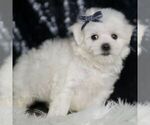Small #2 Maltese