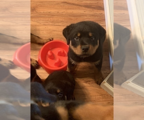Medium Photo #15 Rottweiler Puppy For Sale in GARLAND, TX, USA