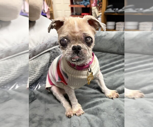 Medium Photo #3 Shih Tzu Puppy For Sale in Mundelein, IL, USA