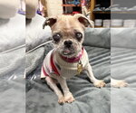 Small Photo #3 Shih Tzu Puppy For Sale in Mundelein, IL, USA