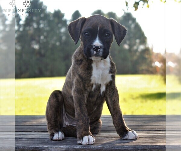 Medium Photo #1 Boxer Puppy For Sale in GORDONVILLE, PA, USA