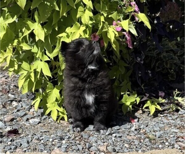 Medium Photo #4 Pomeranian Puppy For Sale in CURTISS, WI, USA