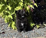 Small #3 Pomeranian