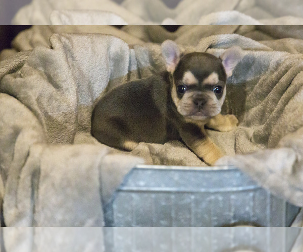 Medium Photo #6 French Bulldog Puppy For Sale in WEST PLAINS, MO, USA