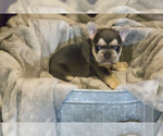 Small Photo #6 French Bulldog Puppy For Sale in WEST PLAINS, MO, USA