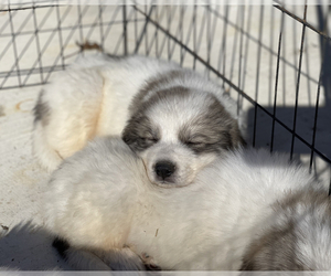 Great Pyrenees Puppy for sale in SNOW CAMP, NC, USA