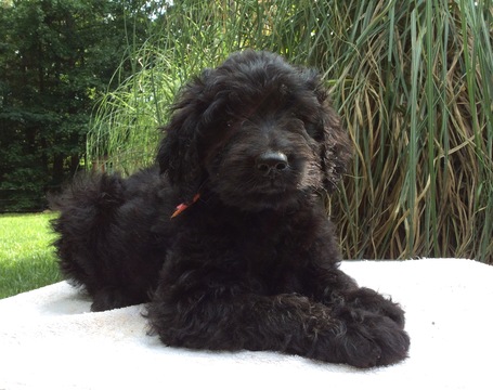 Medium Photo #1 Goldendoodle Puppy For Sale in TROUTMAN, NC, USA