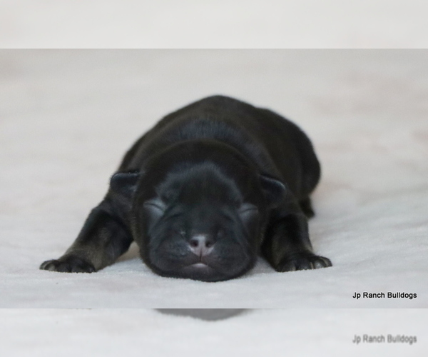 Medium Photo #34 French Bulldog Puppy For Sale in WINNSBORO, TX, USA