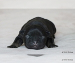 Small Photo #34 French Bulldog Puppy For Sale in WINNSBORO, TX, USA