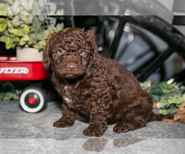Medium Photo #2 Labradoodle-Poodle (Miniature) Mix Puppy For Sale in MIDDLEBURY, IN, USA