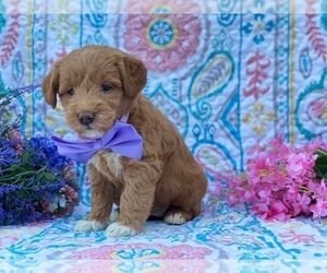 Double Doodle Puppy for sale in LANCASTER, PA, USA