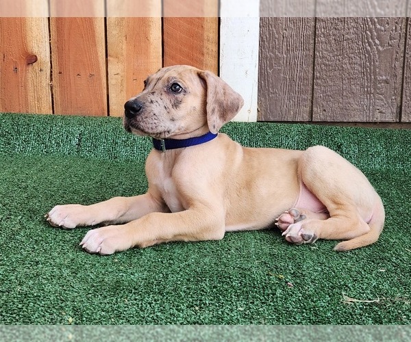 Medium Photo #11 Great Dane Puppy For Sale in O NEALS, CA, USA