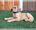 Small Photo #11 Great Dane Puppy For Sale in O NEALS, CA, USA