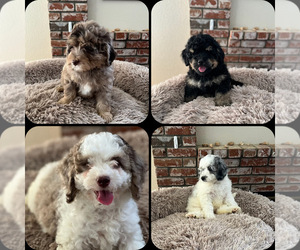 Miniature Bernedoodle Puppy for sale in RIVERSIDE, CA, USA