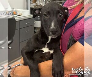 Medium Labrador Retriever-Retriever  Mix