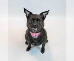 Small Photo #6 Chug Puppy For Sale in Kennesaw, GA, USA