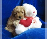 Small Photo #6 Poodle (Miniature) Puppy For Sale in NORWOOD, MO, USA