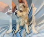 Small #4 Pomsky-Shiba Inu Mix