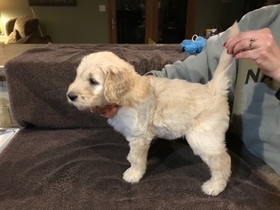 Goldendoodle Puppy for sale in MOSINEE, WI, USA
