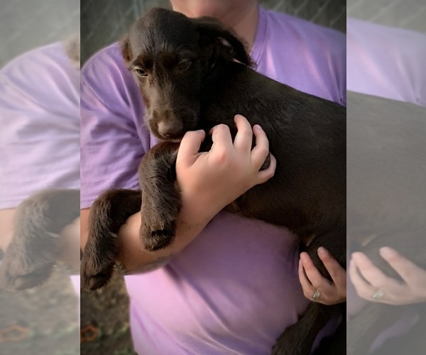 Medium Photo #3 Labradoodle Puppy For Sale in TALKING ROCK, GA, USA