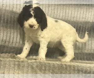 English Setterdoodle Puppy for Sale in CHETEK, Wisconsin USA