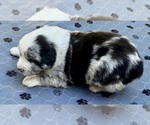 Small #6 Australian Shepherd