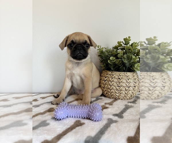 Medium Photo #3 Pug Puppy For Sale in INDIANAPOLIS, IN, USA