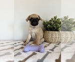 Small #2 Pug