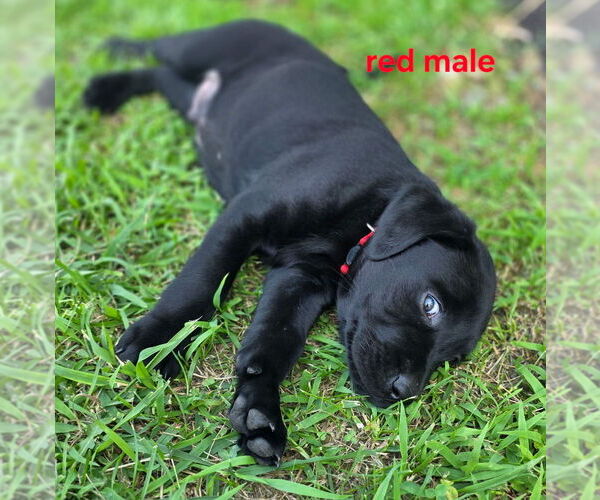 Medium Photo #5 Labrador Retriever Puppy For Sale in TALBOTT, TN, USA