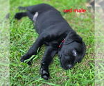 Small #4 Labrador Retriever