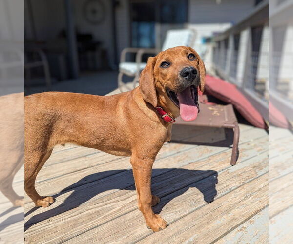 Medium Photo #20 Mutt Puppy For Sale in Vail, AZ, USA