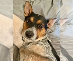 Mutt Dogs for adoption in Omaha, NE, USA