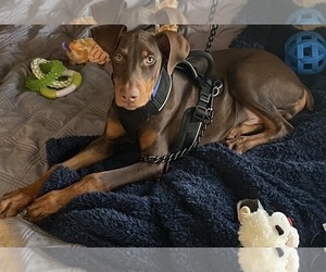 Doberman Pinscher Puppy for sale in CAVE CREEK, AZ, USA