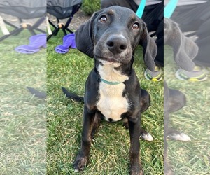 Mutt Dogs for adoption in Germantown, OH, USA
