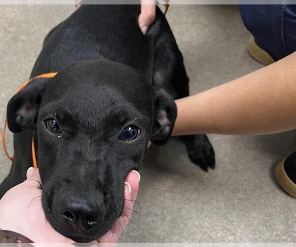 Medium Photo #1 Labrador Retriever-Unknown Mix Puppy For Sale in HESPERIA, CA, USA