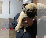 Small Photo #10 Pug Puppy For Sale in ISLANDTON, SC, USA