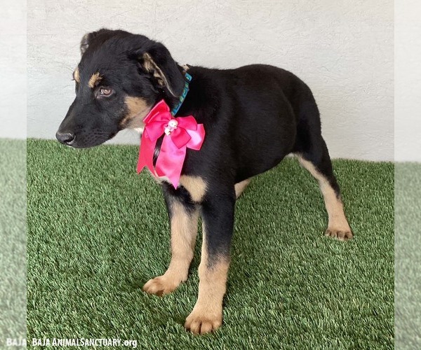Medium Photo #2 Huskies -Rottweiler Mix Puppy For Sale in San Diego, CA, USA
